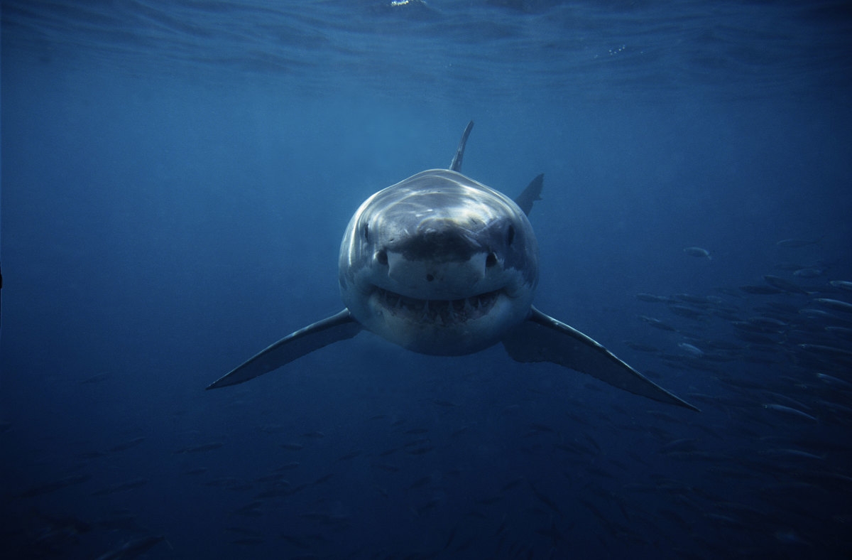 Another Shark Attack in South Australia After 4 Fatalities