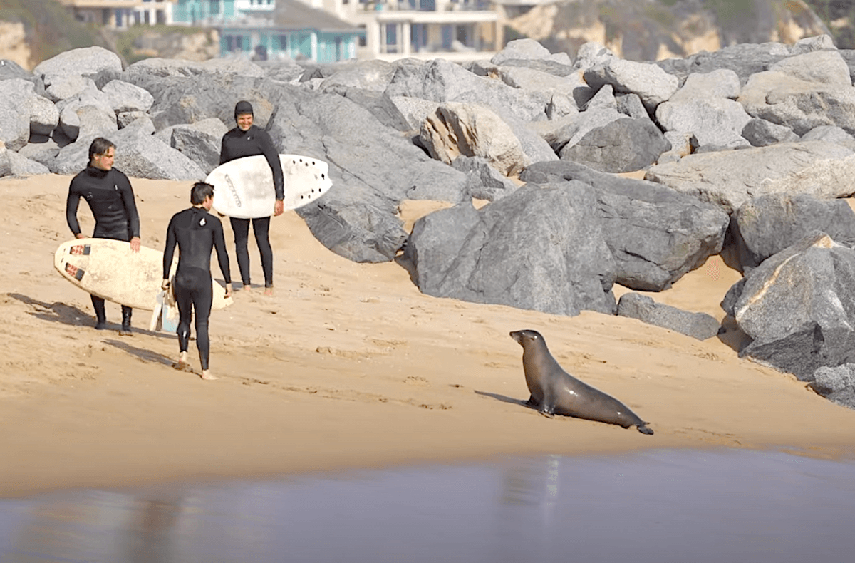 Sea Lion Killed After Terrorizing Surfers at the Wedge (Video)