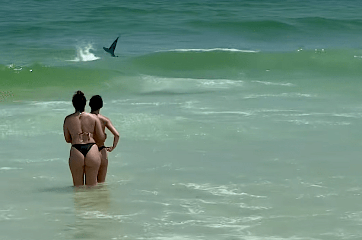Shark Chomps Pelican in Florida, Swimmers Unfazed (Video)