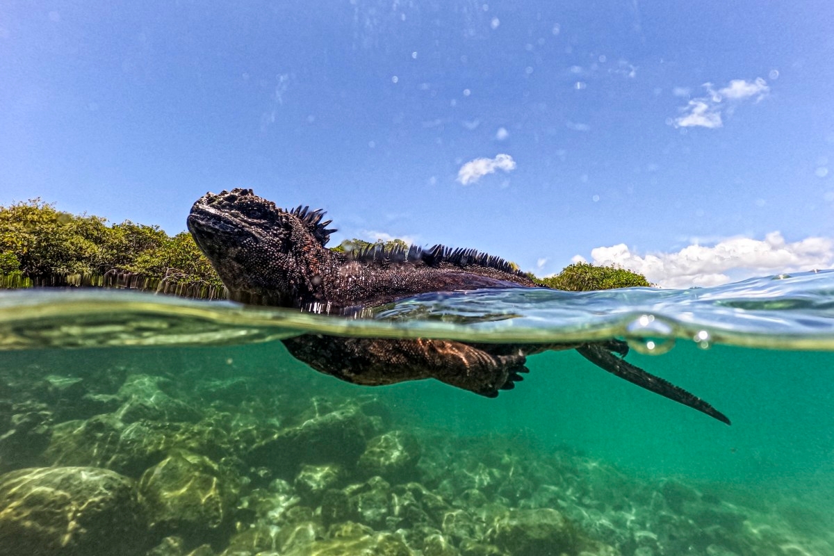 Ancient Iguanas 'Rafted' 5,000 Miles to Fiji, Study Shows