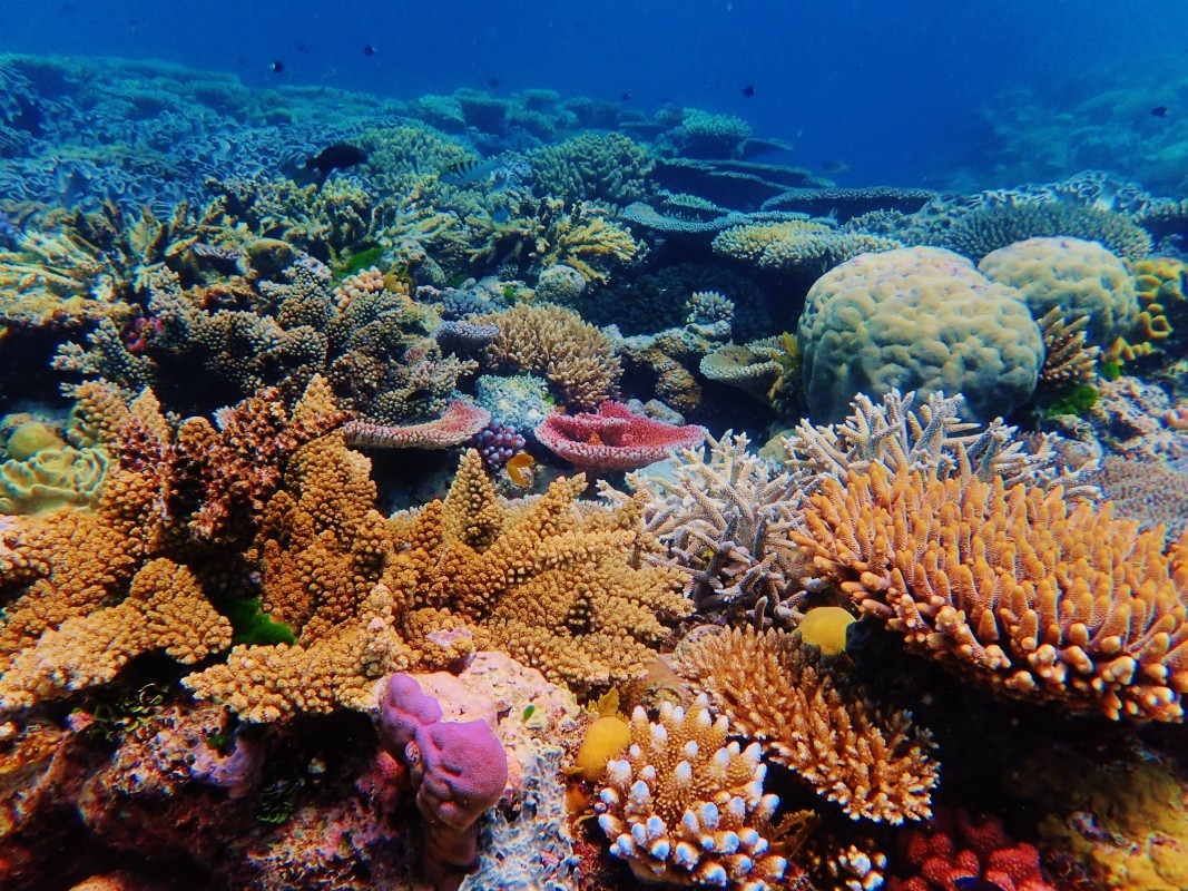 Coral Reefs Are Bleaching More Than Ever Right Now