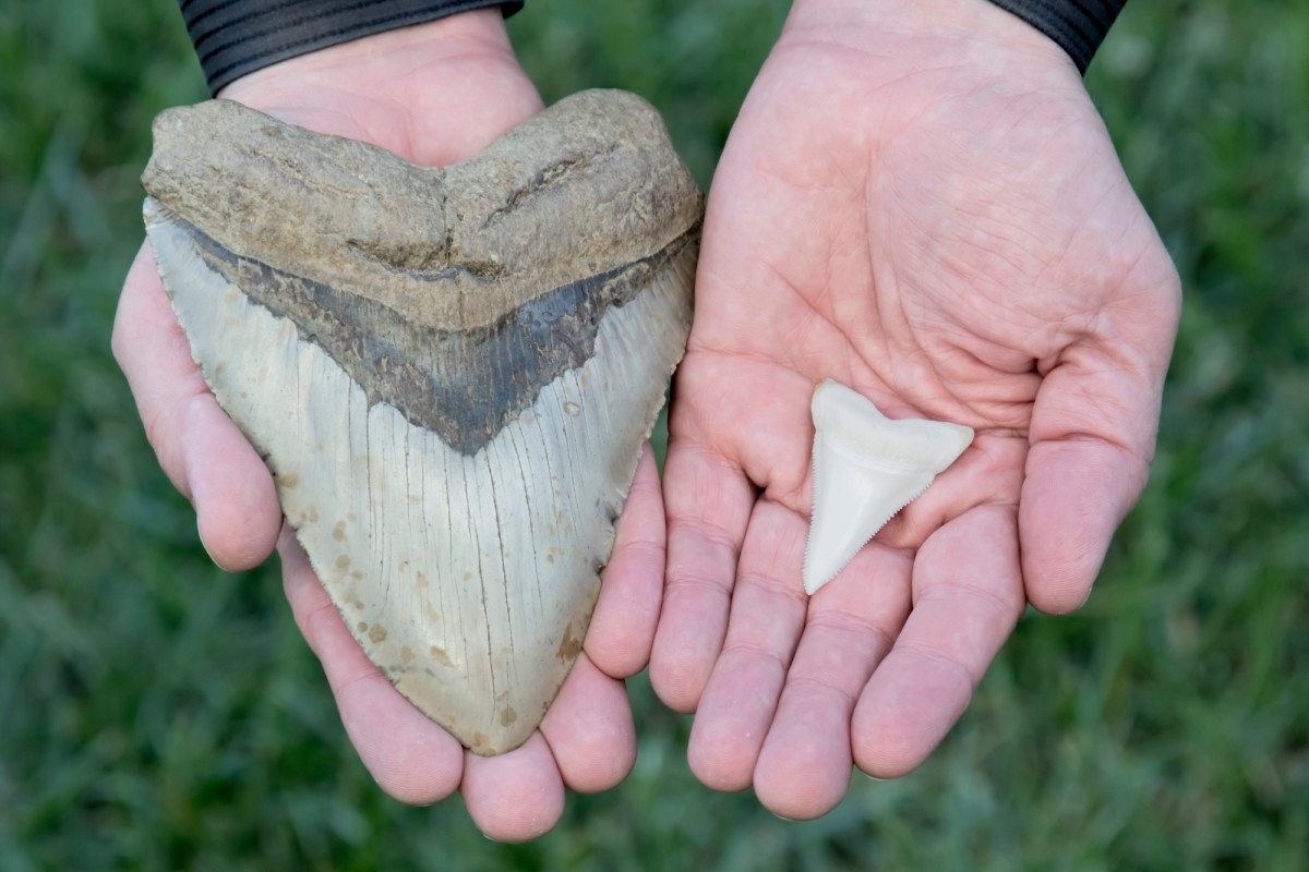 Megalodon Tooth Millions of Years Old Found in Florida (Video)