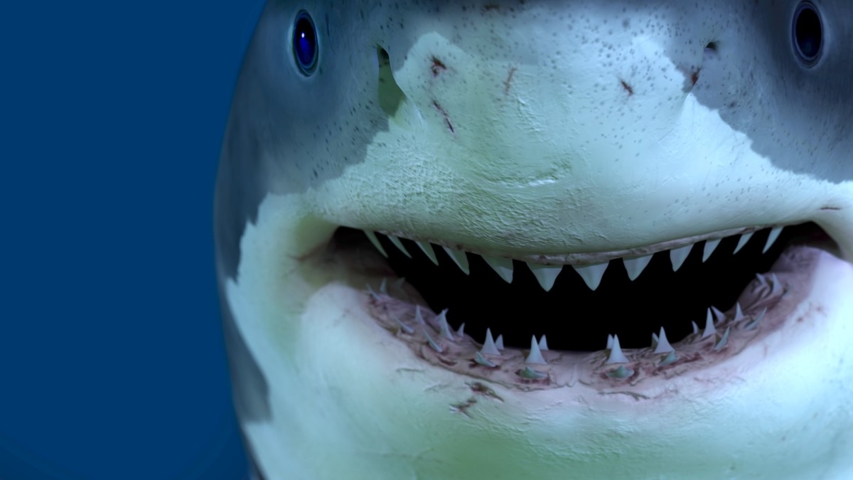 Shark Bites Teen Surfer in Florida…Fourth This Year (Video)
