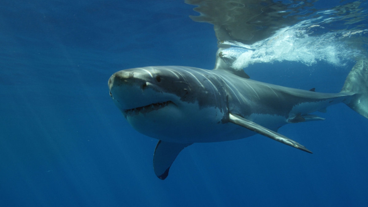 Largest Great White Shark On Record Tagged In The Atlantic