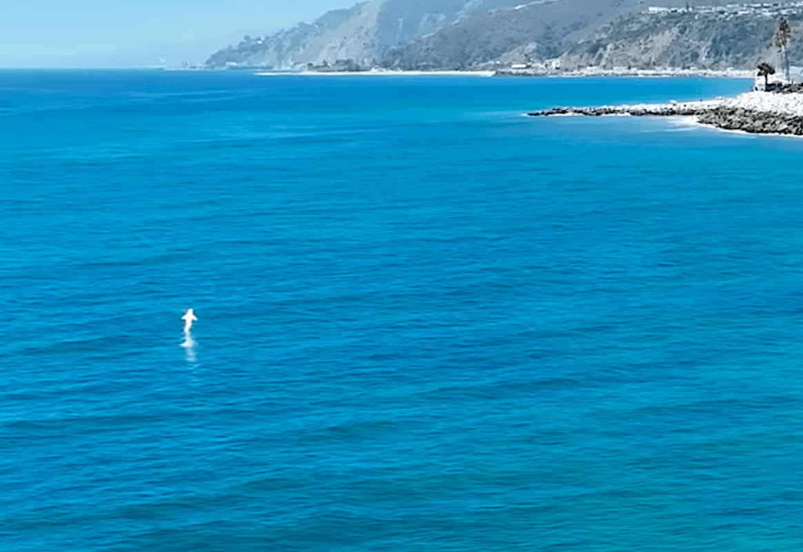 Monster 15ft Great White Shark Stalks Santa Monica Pier (Video)