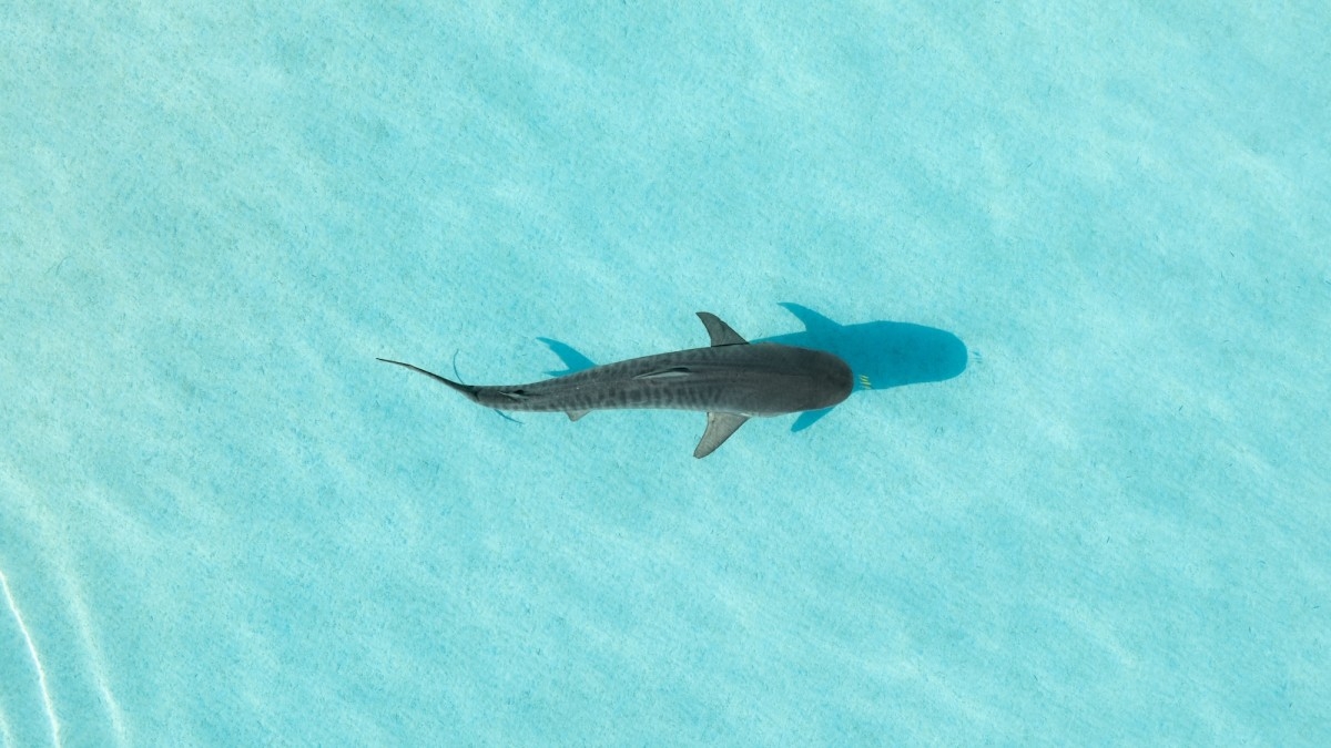 Drone Video Shows 'A Lot of Blood' in Australia Shark Attack