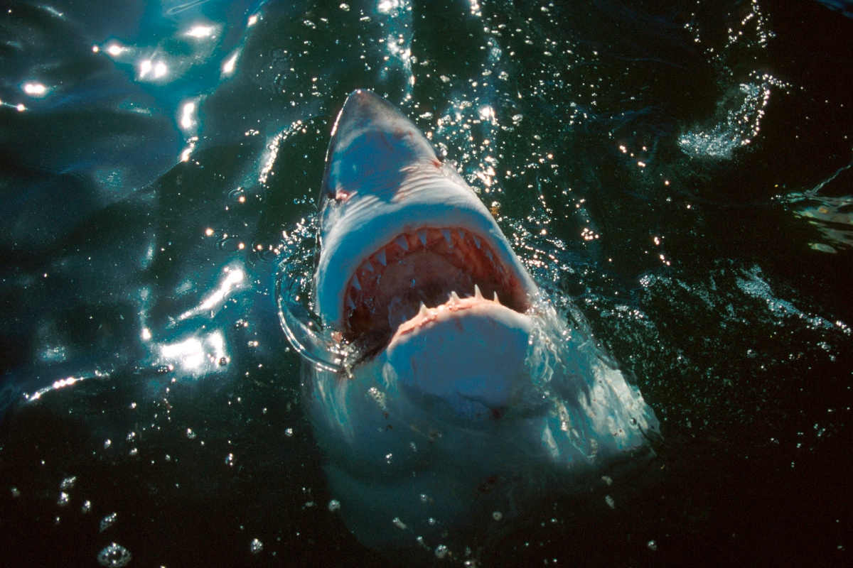 Why Are Dead Great White Sharks Washing Up On North American Beaches?