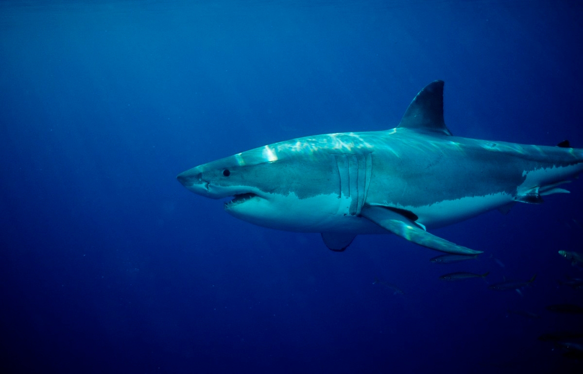 Why Are Sharks Attacking Like Crazy in South Australia?