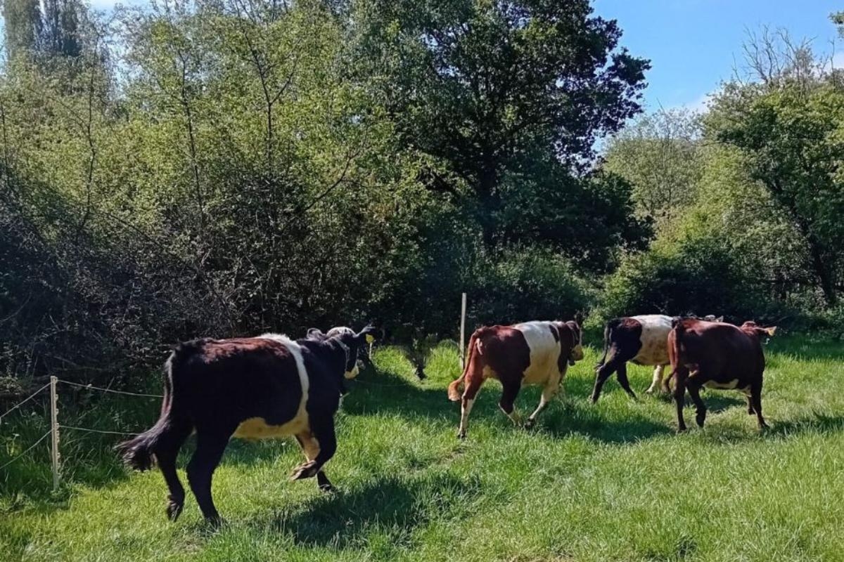 The award-winning Surrey park perfect for long walks and wildlife spotting