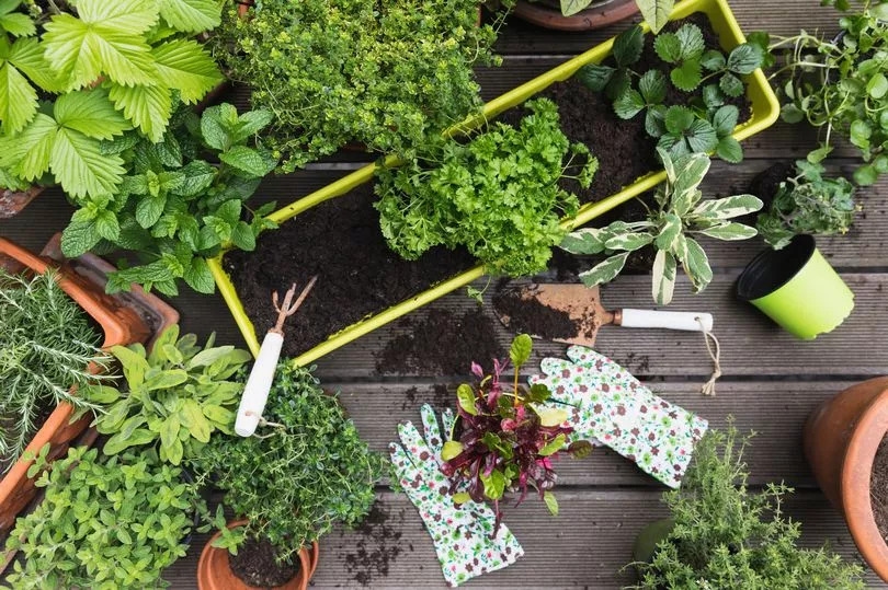 Dementia risk 'can be reduced' by herb that's easy to grow in kitchens and gardens