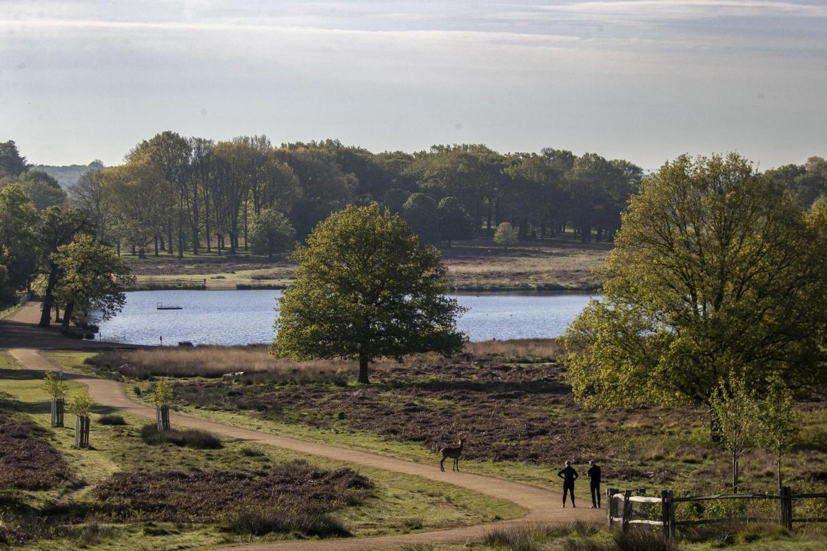 Richmond Park is crowned UK's most popular park