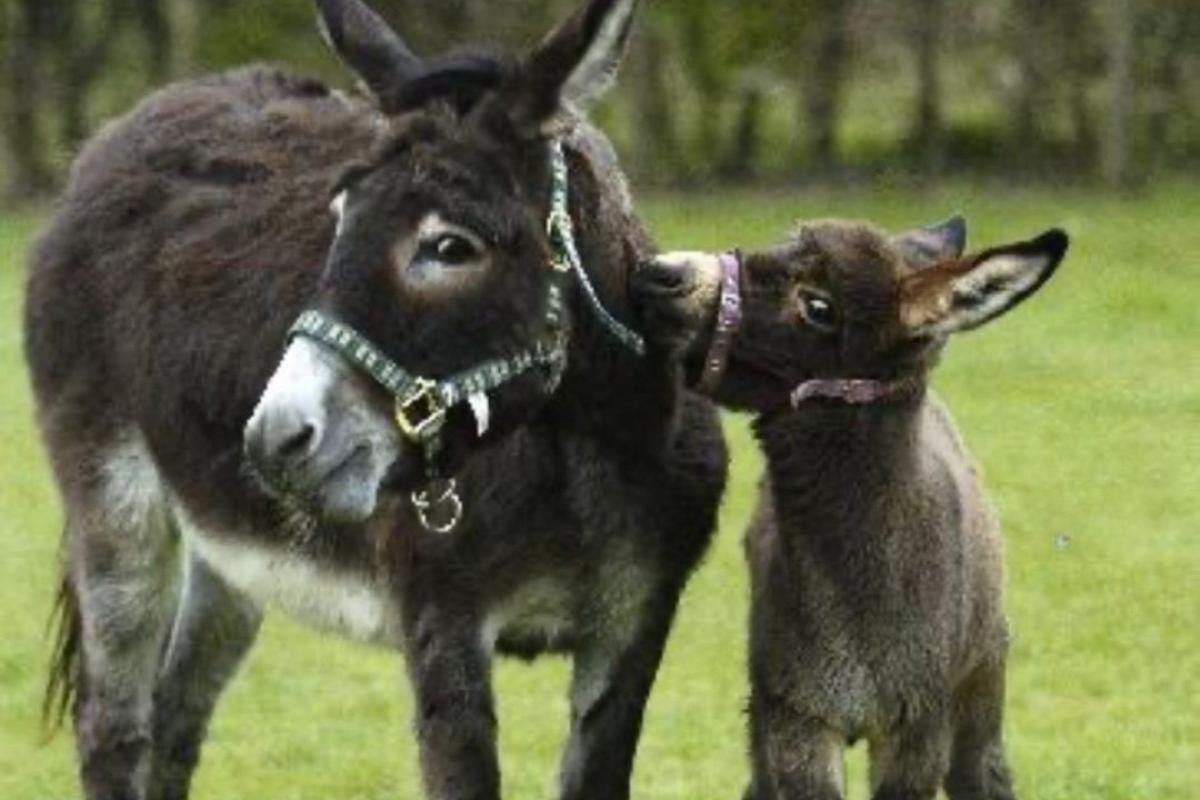 'Beloved' donkey born at popular farm park dies aged 18