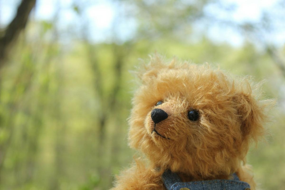 Swindon park to host teddy bears' picnic