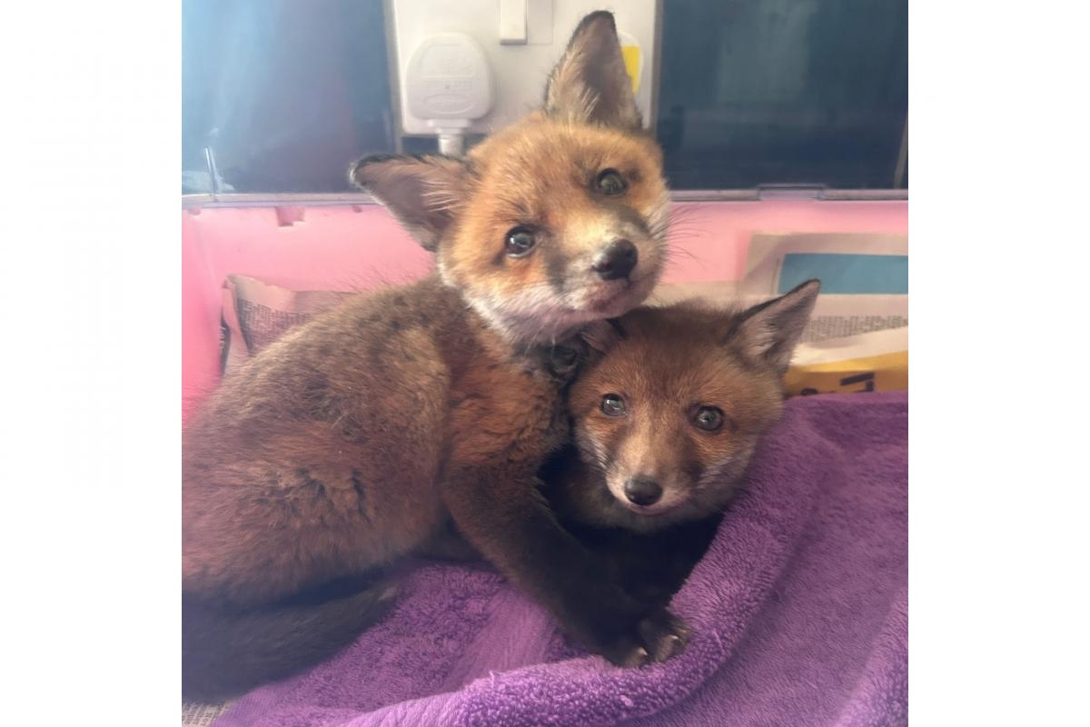 Wildlife centre needs help to feed 17 rescued fox cubs