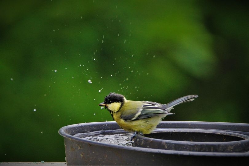 Gardener 1p birdbath hack to help wildlife during hot weather