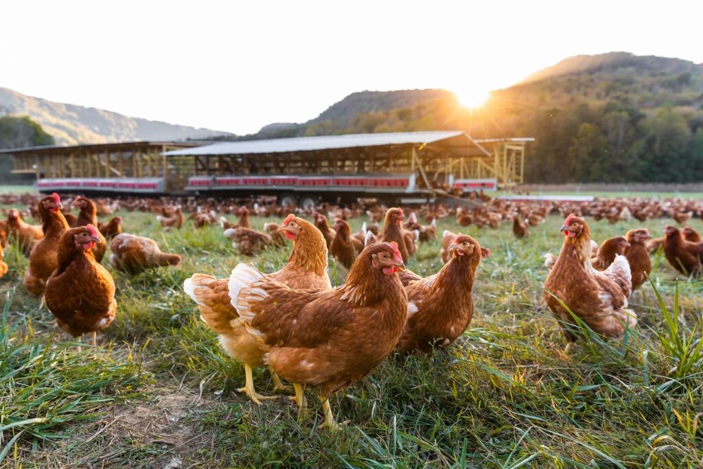 Tennessee poultry experts say egg prices due to remain high