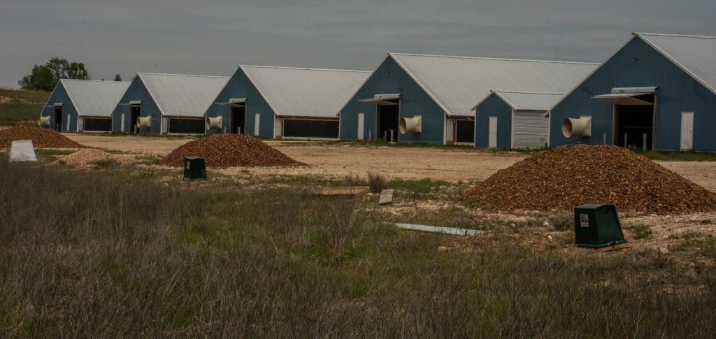 Tennessee poultry industry not as hard-hit by avian flu, data show
