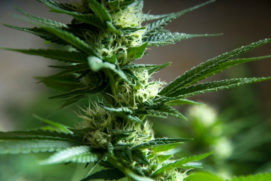 Don't fear the reefer