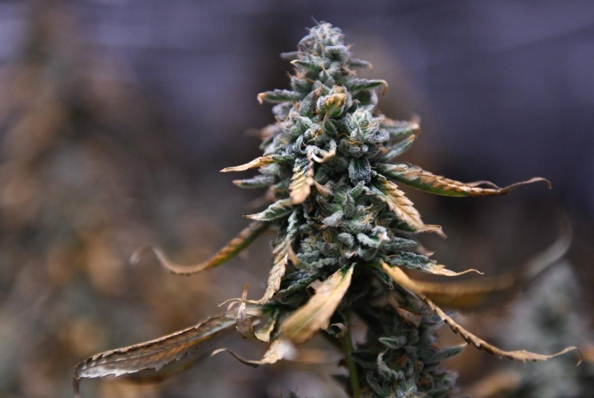 Texas reined in recreational THC for more medical marijuana this legislative session