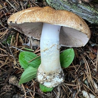 Colorado has a state mushroom and it plays off the artist formerly known as Prince theme