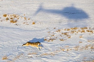 Federal officials kill Colorado reintroduced wolf after it killed sheep in Wyoming