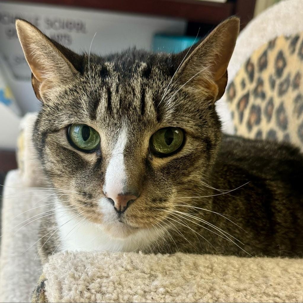 California lawmakers try to ban cat declawing, again. But veterinarian group is opposed