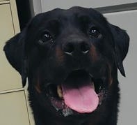 Take your pick: These cats and dogs from the Jacksonville area yearn for a forever home