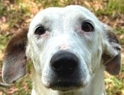 COLD NOSES: Adoptable Pets of the Week for the Jacksonville area