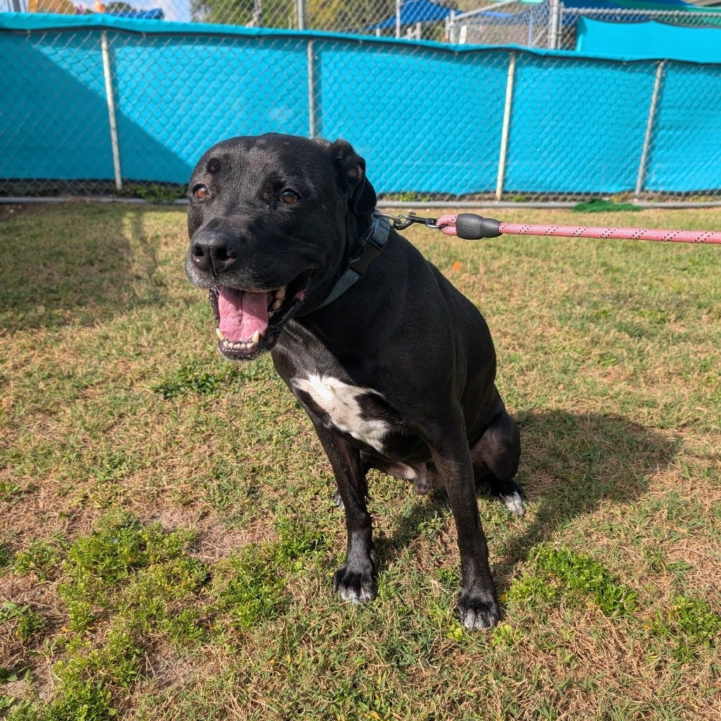 Meet Remi, a playful and snuggly Lab mix eager to be your center of attention