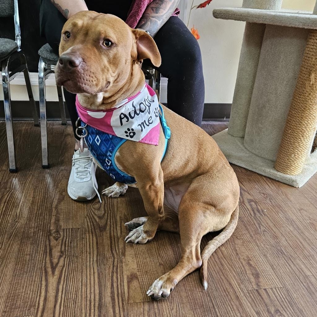 Sarabel may have an awkward walk, but she'll charm you with her wiggles and cuddles