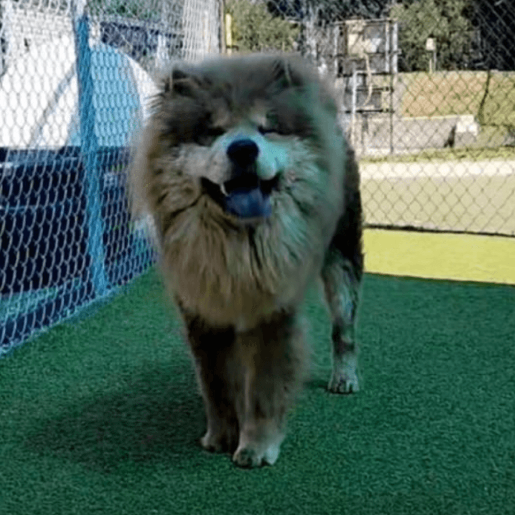Don't let the cutesy mane fool you. Barkley is an outdoor explorer