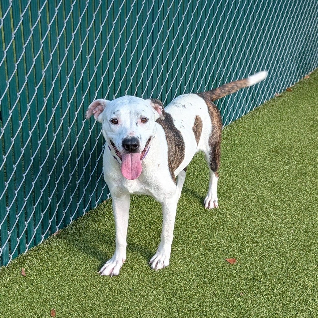 Meet French Fry, a pointer mix with a sizzling amount of energy