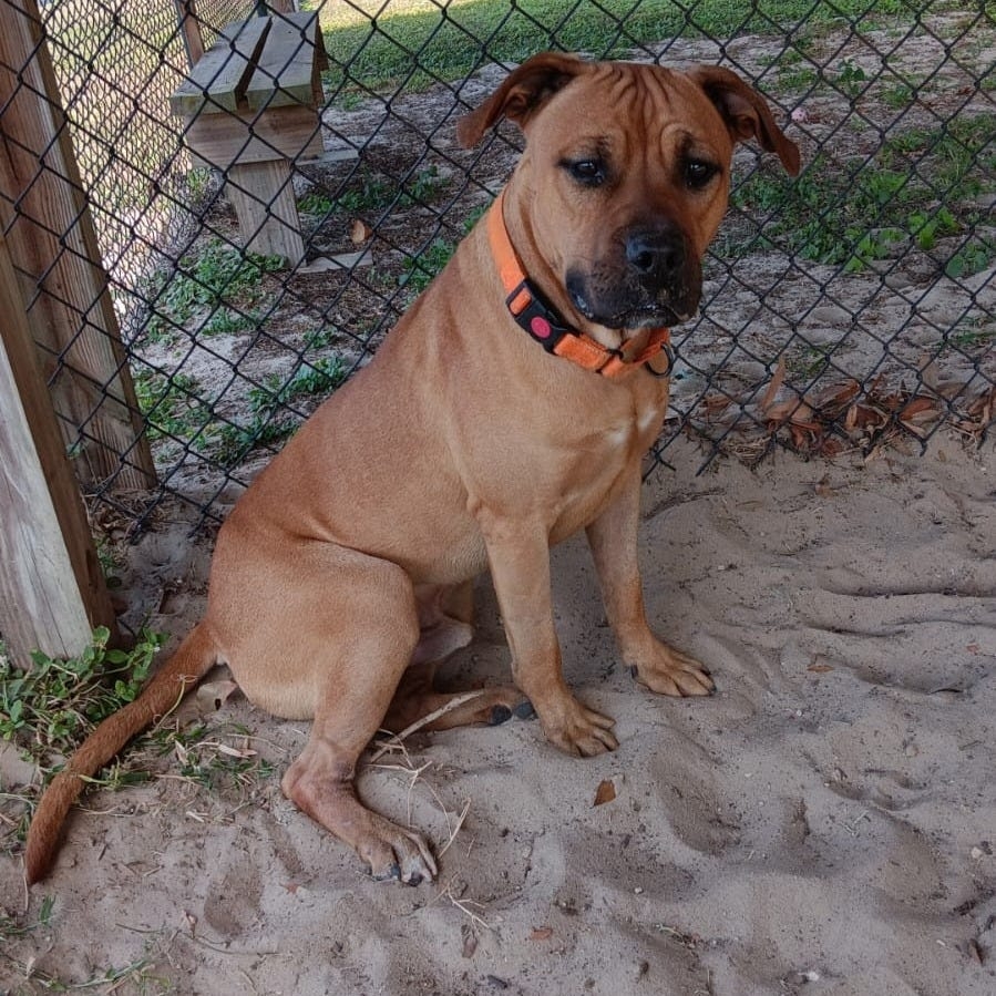 Meet Mack, a live-in-the-moment Mastiff mix with a big cuddle instinct