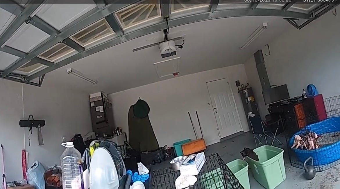 Fort Myers woman faces animal cruelty charges after authorities find 13 neglected puppies