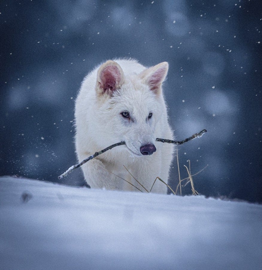 Dire wolves have been 'resurrected': See how scientists used ancient DNA to create the pups