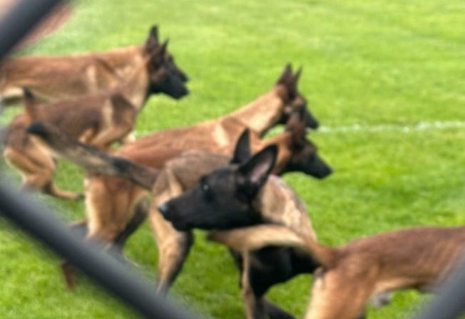 A car door opened in a Narragansett shopping plaza. 14 Belgian Malinois dogs came rushing out.