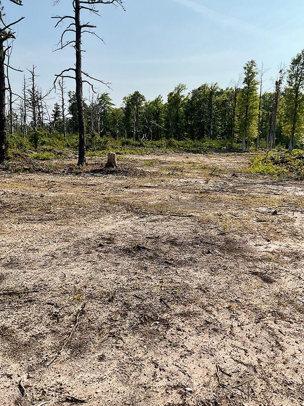 Trees to be cut down, roads retired in Michaux State Forest project