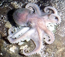 Massachusetts lawmaker wants to ban octopus farms in the state. Here's what he has to say
