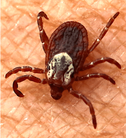 Tick from Asia invading the US—including Illinois. Here's what to know about tick season