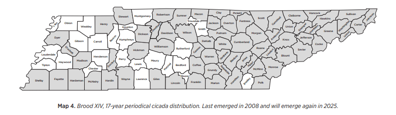 When will cicadas officially arrive in Middle Tennessee? Everything about Brood XIV
