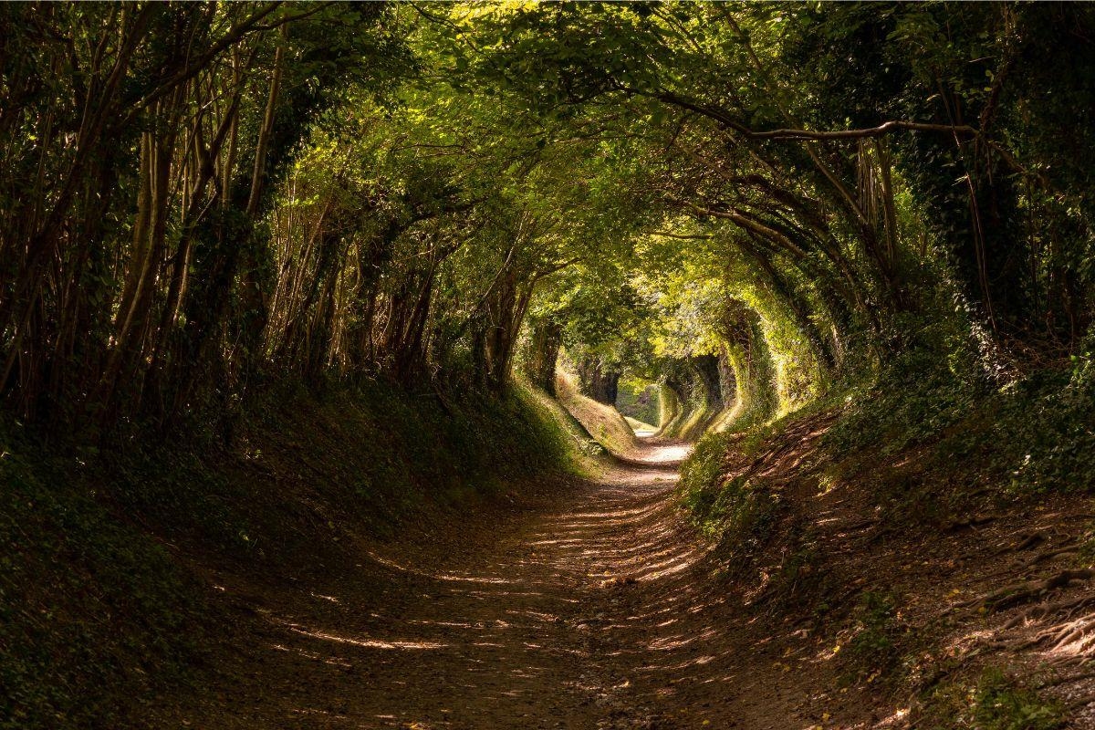 The Sussex path that's been shortlisted as one of Britain's favourite routes