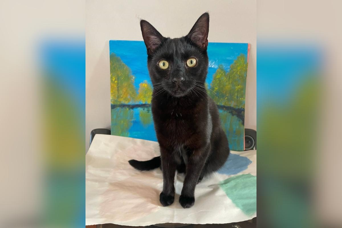 Charity urges people to look out for cats after increase in missing cases