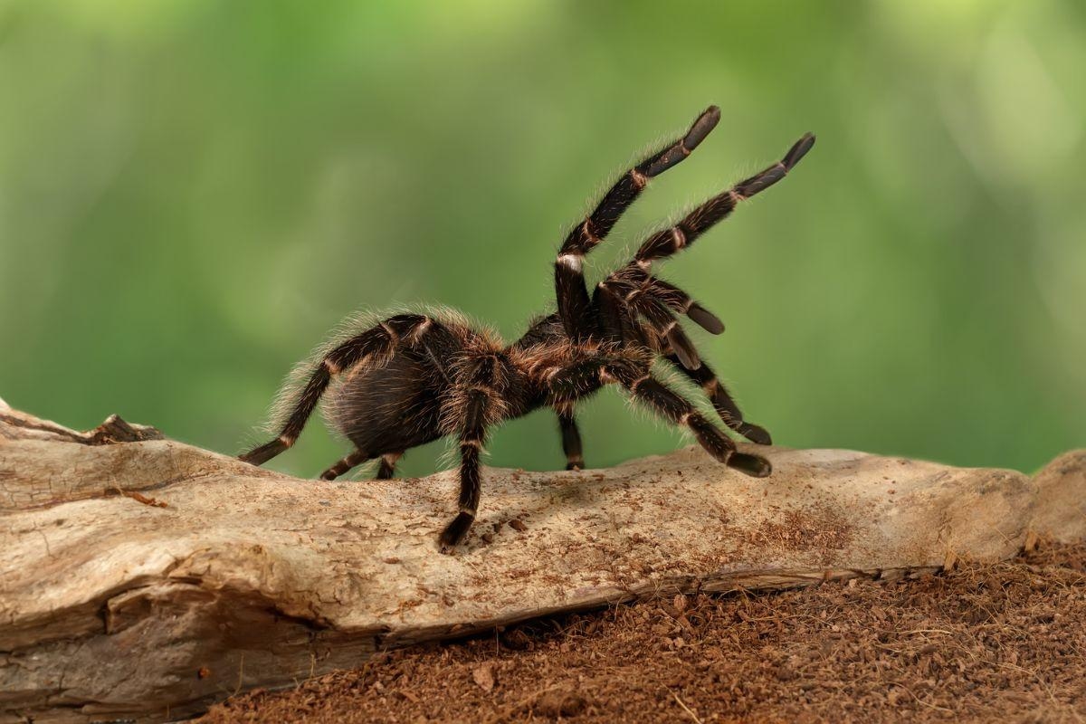 BBC scientist confirms tarantulas inhabit parts of UK during spider season
