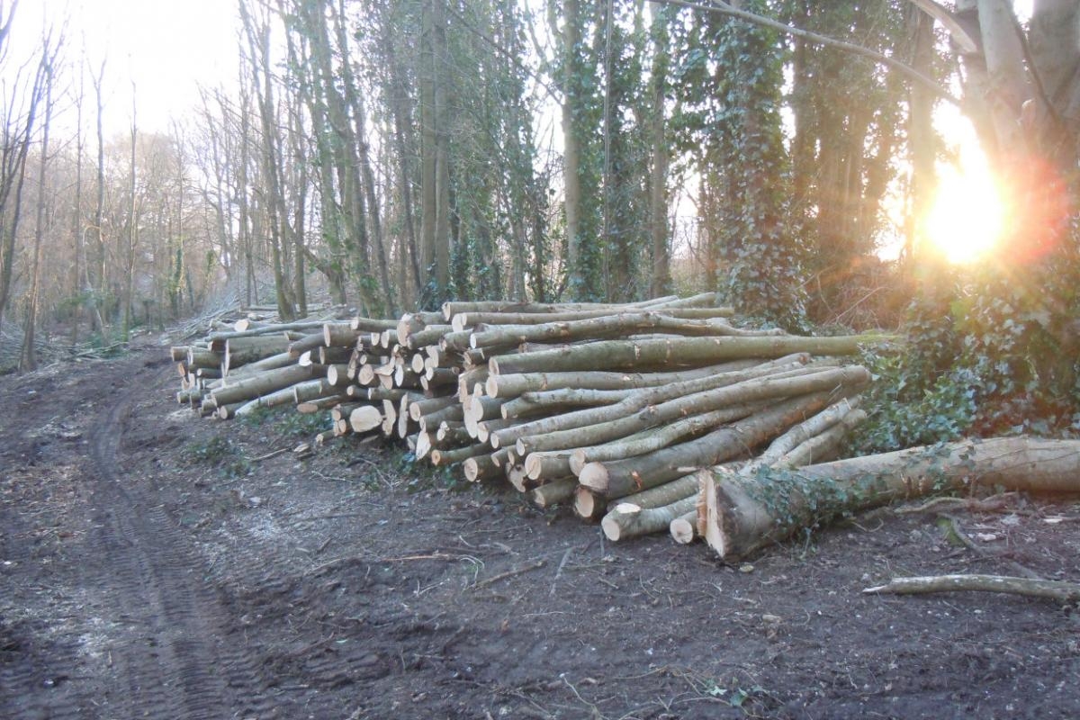 1,400 elm trees in Brighton and Hove set to be inoculated against disease