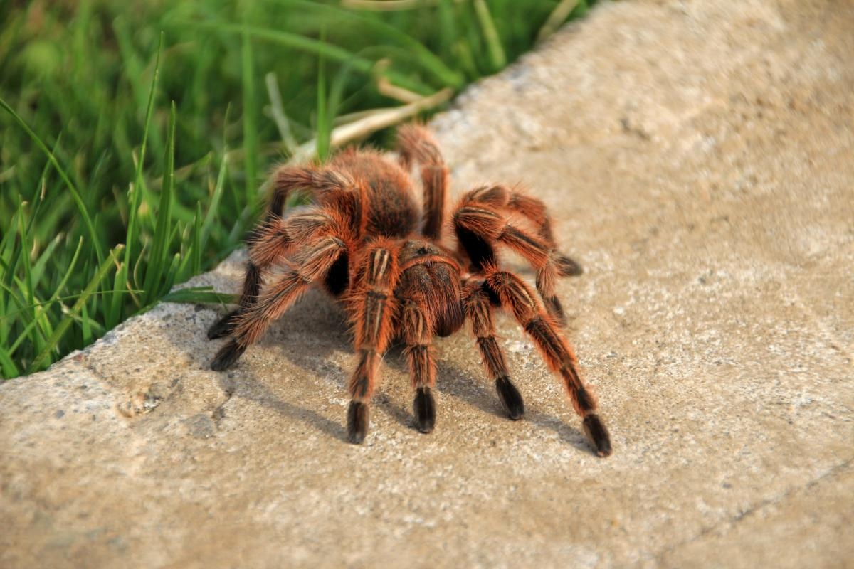 BBC researcher confirms tarantulas inhabit parts these areas of the UK