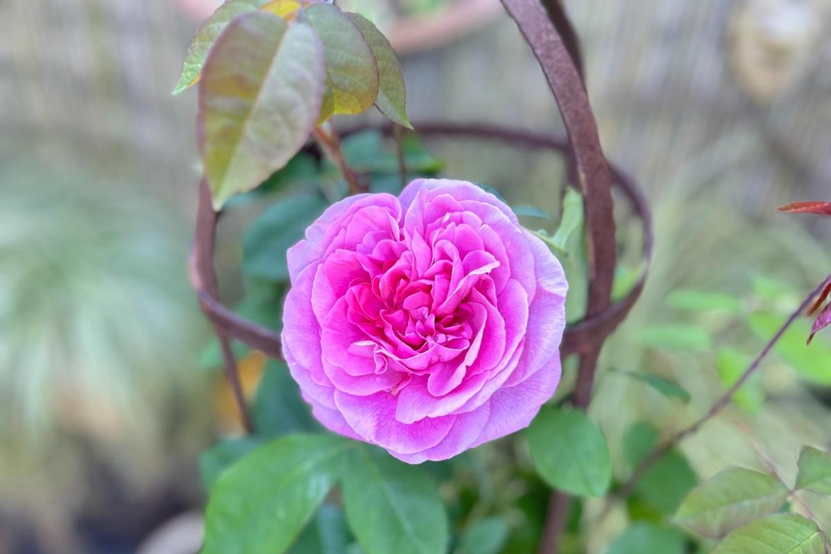 Beautiful bank holiday blooms and open gardens