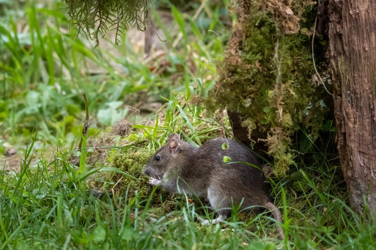Homeowners can use this £1.80 hack to keep rats away from fences and gardens
