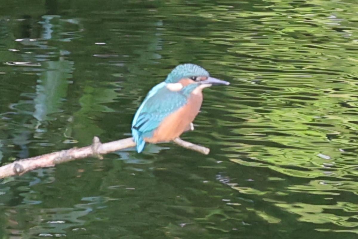 Delight as photographers capture majestic bird spotted in Bolton
