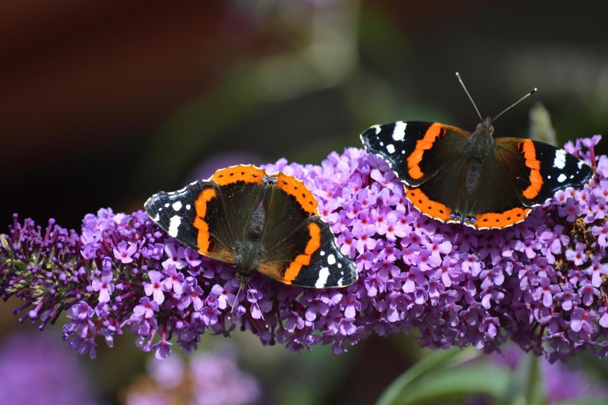 Tips for gardeners to attract wildlife to their gardens - from flowers to ponds
