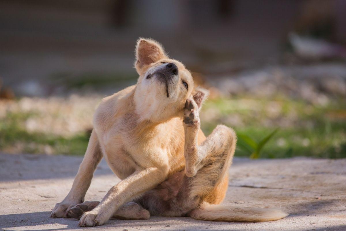 Number of stray dogs found in Bolton being put to sleep is increasing